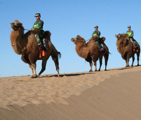 警察版沙漠骆驼图片
