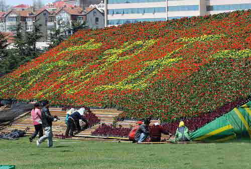 当日,青岛园林工人在汇泉广场布置一个巨型花坛,迎接"五一"国际劳动节