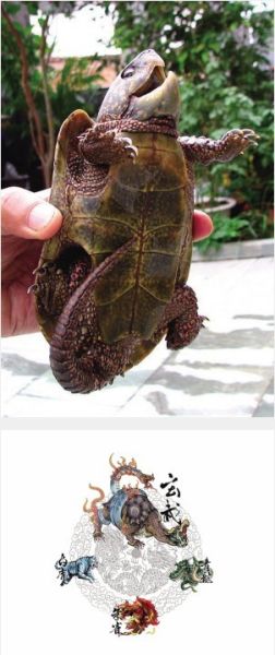 永嘉小山村重现大头鼋引出神秘传统文化图