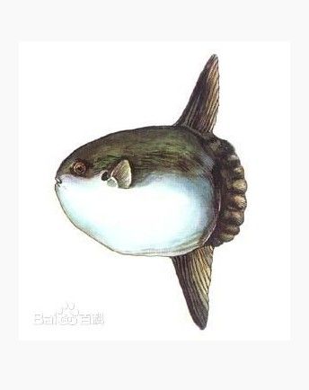 山东黄海海域惊现"怪鱼" 此前从未打捞过(图)