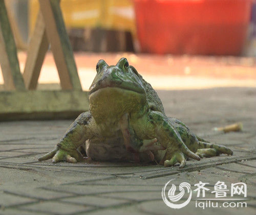 潍坊餐馆惊现五条腿青蛙市民担心环境污染所致图