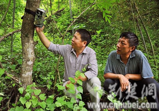 荆楚网消息(通讯员 杨守保袁孝文)6月12日,堵河源自然保护区内,管理站