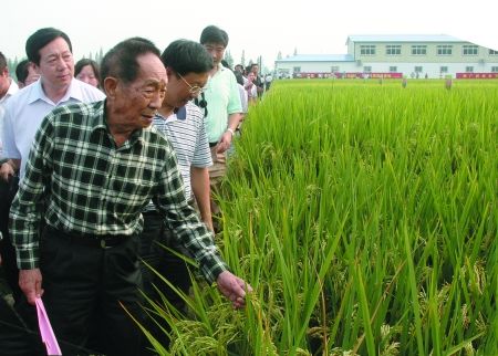 资料图:袁隆平考察超级杂交水稻生长情况 尹小剑 摄