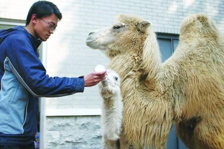 白駱駝寶寶誕生了