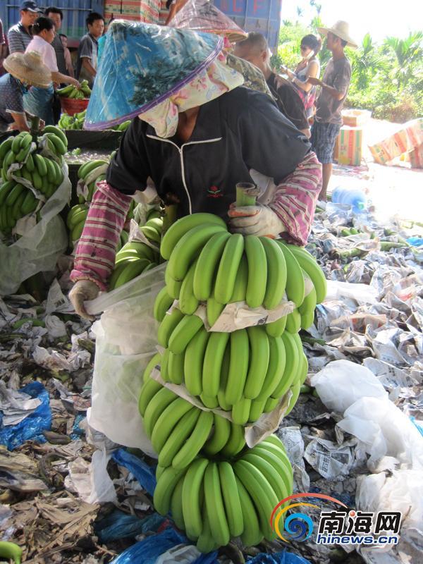 三亚育才镇香蕉每斤3毛 香蕉滞销蕉农欲哭无泪