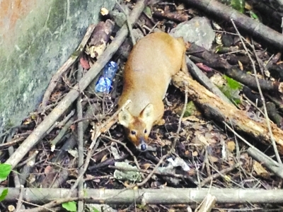 在通向南京紫金山天文台的登山道旁,有市民发现一只野生的獐子失足