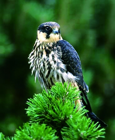 南京有个都市养鹰人每年都有一只鹰从他手中放飞图