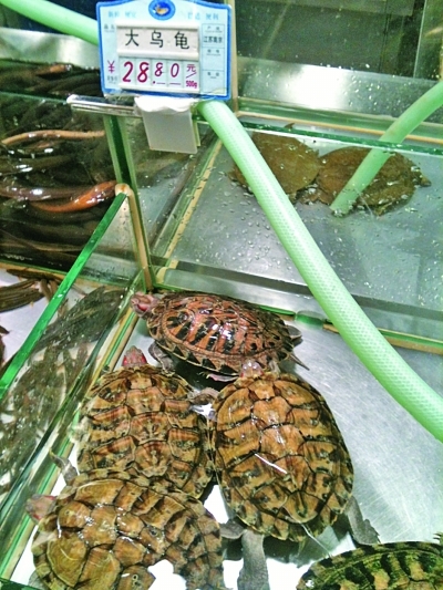 南京有超市出售宠物巴西龟 专家说烹煮时要高温杀菌