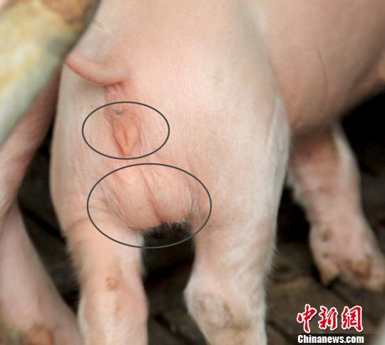广东化州现"两性猪" 兽医称从未见过此种异象_新浪新闻