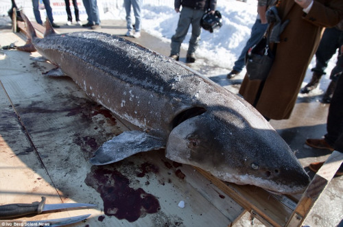 在威斯康星州的一个湖泊上凿冰捕鱼,捕获年龄超过40岁的大鲟鱼