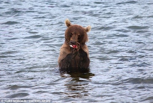 摄影师狂轰乱炸害羞熊以爪掩面躲镜头图