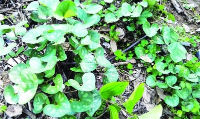 栖霞山发现杜蘅 中华虎凤蝶也可能有_新浪新闻