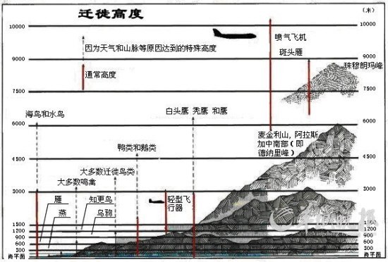 深圳候鸟迁徙路线图片