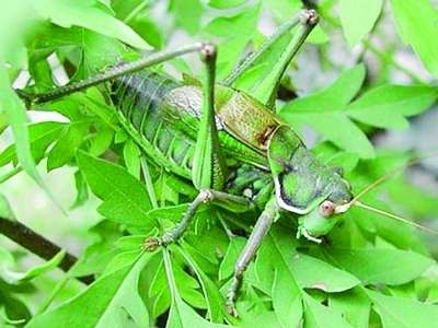 蝈蝈叫油子您分得清么