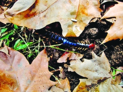 花园草丛里惊现大个头红蜈蚣