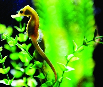 海底世界海龙海马迎"马年"