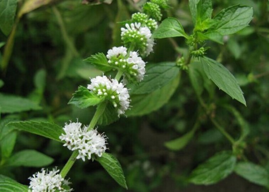 花垣十八洞村种植"土薄荷"鱼香草(图)