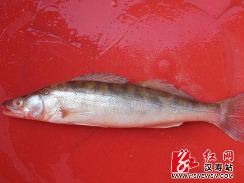 四川省三个自然保护区的鱼类资源及保护