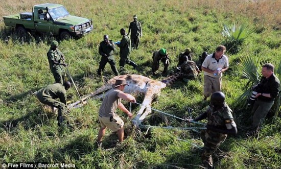 这是兽医在游骑兵的帮助下,努力把长颈鹿从偷猎者设置的致命陷阱里救