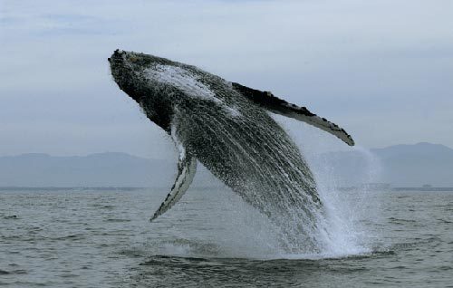 美国政府建议将多数座头鲸种类剔出濒危名单