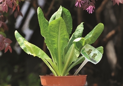 天暖正好挖野菜!可您认识几种