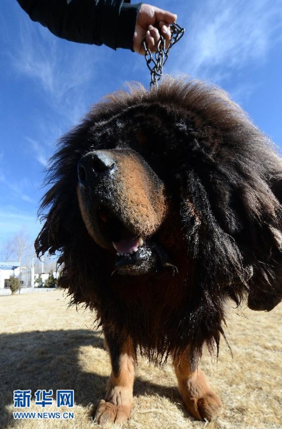 台媒:大陆松狮染色打硅胶变藏獒 身价飙至百万