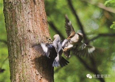 就是爱摄影粉丝拍到了鸠占鹊巢