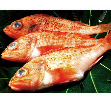 日本一海域鲉鱼体内水银超标曾系水俣病发生地