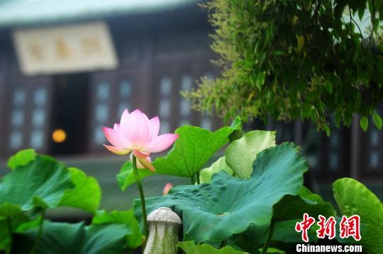 扬州瘦西湖荷花展开幕 红花映日盛景再现