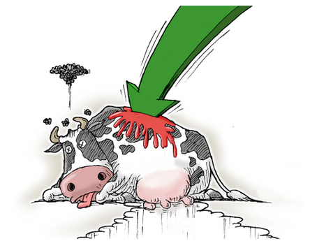 全球奶价创8年来新低国内杀牛潮蔓延至大牧场