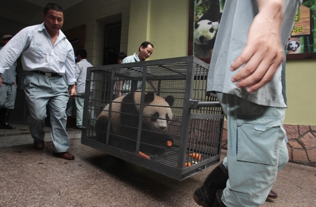 世博熊貓遷居上海野生動物園 警車開道護航(圖)