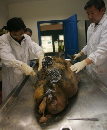 4月17日,中国科学院武汉水生所的专家在解剖死亡的江豚