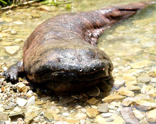 世界最大的中国大鲵"笨笨"体长近两米,重约70公斤,年龄约130岁