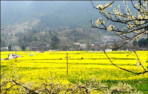 金色海洋般的油菜花田和滿山白雪似的李花(3月8日攝)