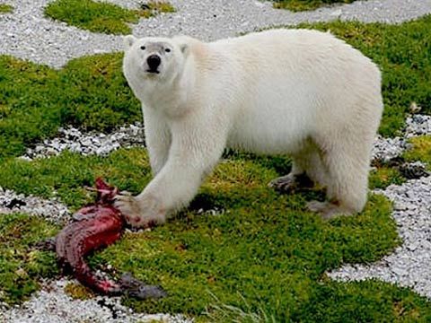 一只北极熊正在进食.