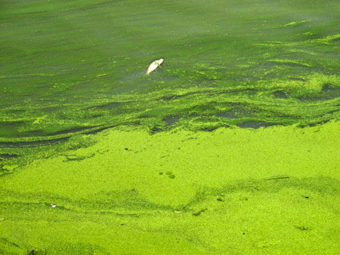东湖蓝藻图片