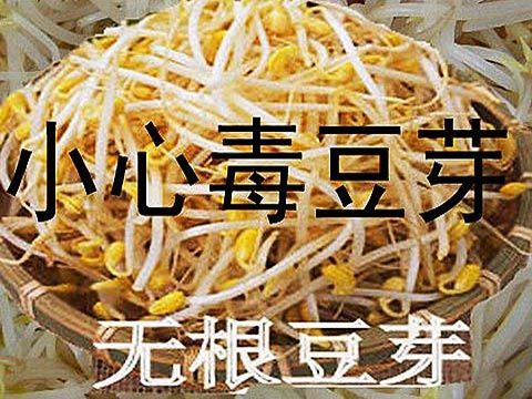 毒豆芽的方法闻豆芽上的气味:健康的豆芽闻起来很清爽,而有"尿素"味道