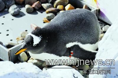 【图文】企鹅妈妈又产一枚蛋
