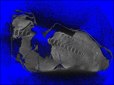 [独家]英美科学家发现一具"恐龙木乃伊"