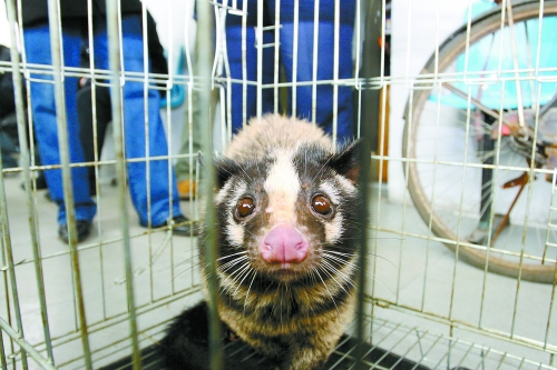 小猫养成果子狸