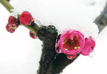 朵朵梅花白雪下探出腦袋