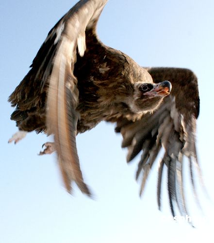 图新疆哈密受救治秃鹫放飞大自然