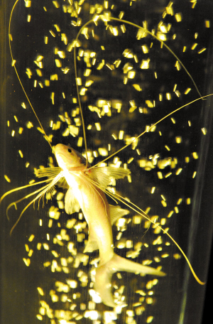 "千手观音"登台海洋馆