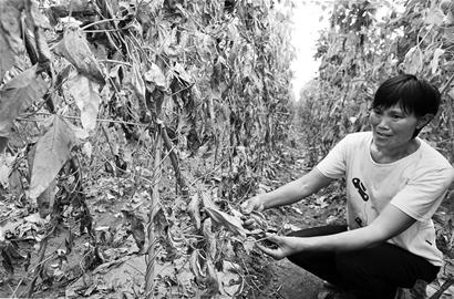 图文2亩豆角被人毒死