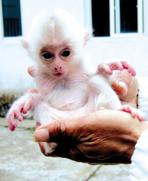 黄山惊现白毛猕猴