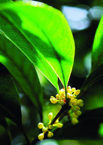 长沙城里桂花现花蕾 快来闻今秋第一缕桂花清香