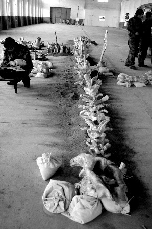 诸城惊现"巨大中国龙 "