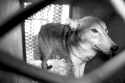 "灰太狼"四兄妹新春亮相