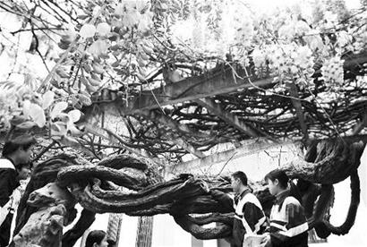 图文:千年"紫藤王"欲成"中华第一藤"