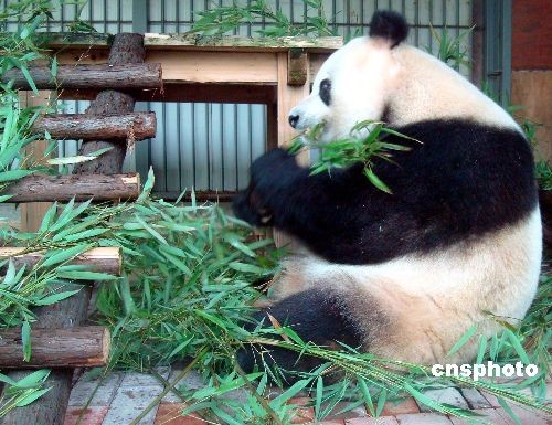 图大熊猫苏苏苏州受宠爱